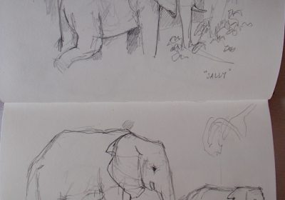Elephants Sketch