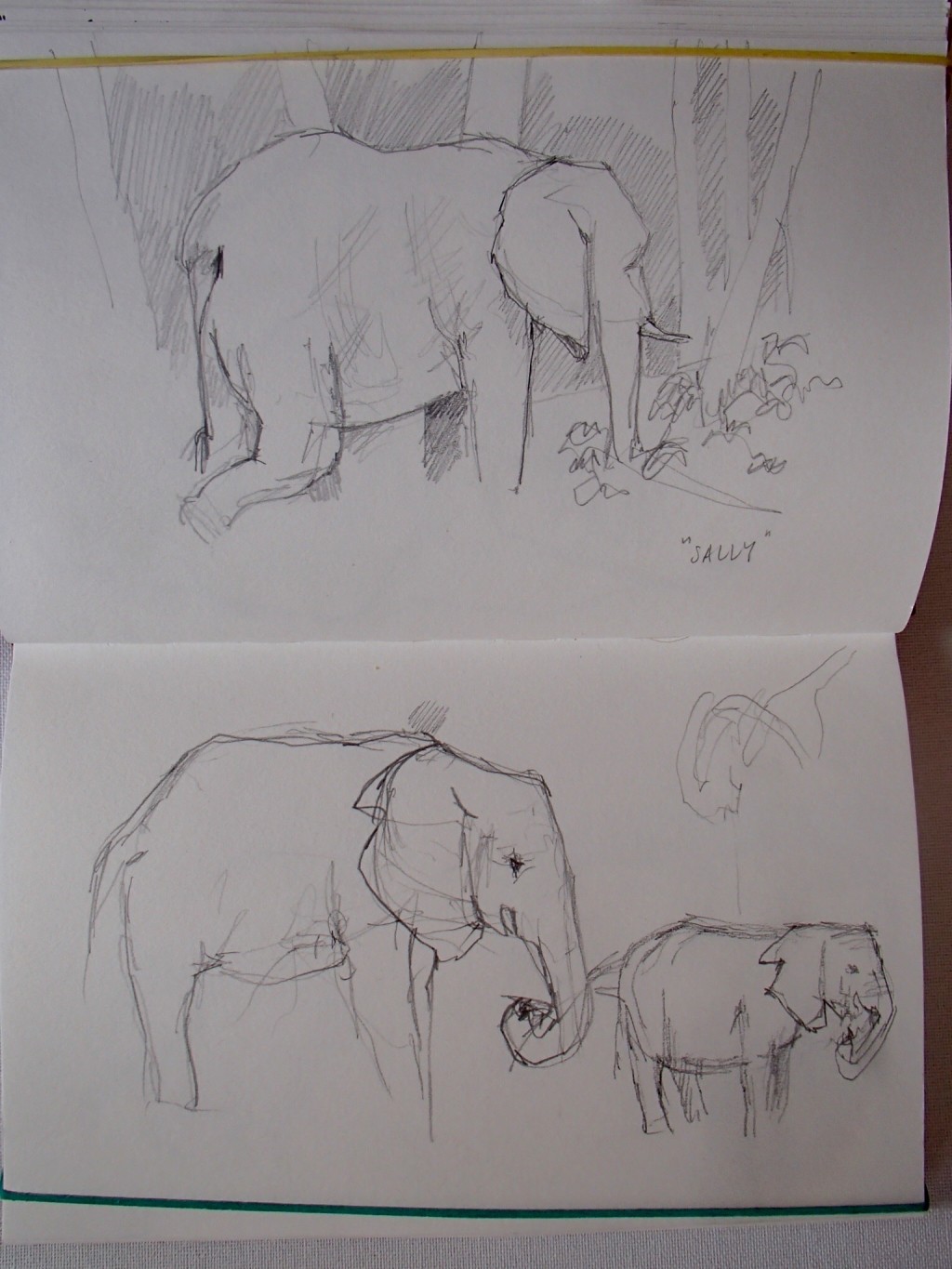 Elephants Sketch